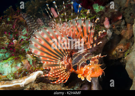 Dendrochirus Zebra poissons lion (zebra).. Banque D'Images