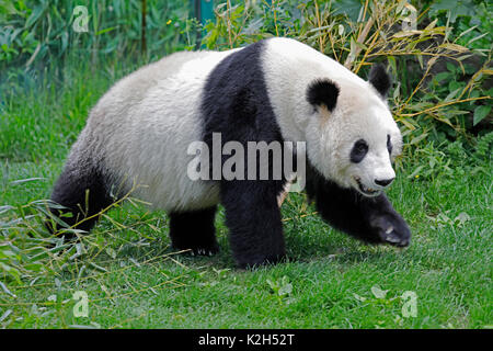 Panda géant (Ailuropoda melanoleuca), femme Yang Yang dans l'enceinte du Zoo de Vienne Banque D'Images