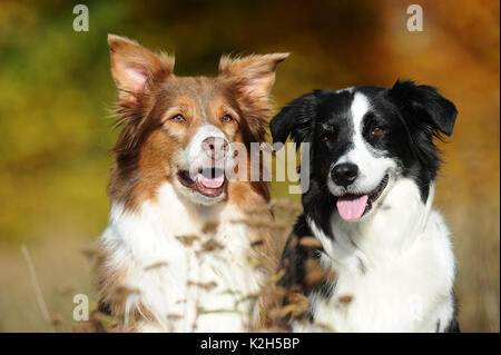 Berger Australien. Deux chiens assis à côté de l'autre, portrait. Allemagne Banque D'Images