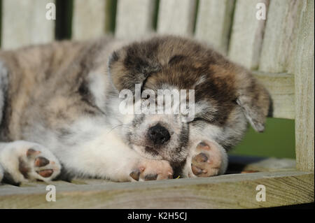 Akita Inu. Chiot dormir sur un banc en bois. Allemagne Banque D'Images