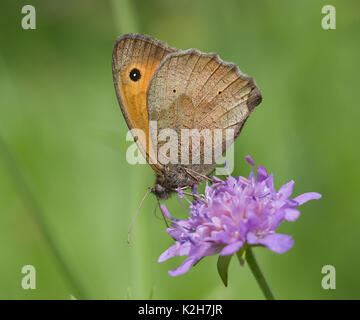 Maniola jurtina Meadow Brown () sur une floraison Scabious (Knautia dipsacafolia) Banque D'Images