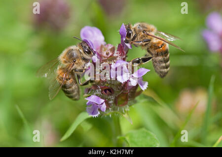 Abeille à miel (Apis mellifera, Apis mellifica), deux travailleurs sur un Selfheal flowerstand ( Prunella vulgaris) Banque D'Images