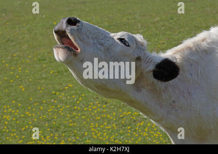 Les bovins domestiques, White Park bovins (Bos primigenius taurus) , vache beugler, portrait. Banque D'Images