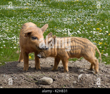 Mangalitsa cochon, deux porcelets de jouer les uns avec les autres sur une prairie en fleurs. Banque D'Images