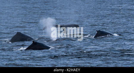 Groupe de baleines à bosse (Megaptera novaeangliae) dans le sud-est de l'Inside Passage. Banque D'Images