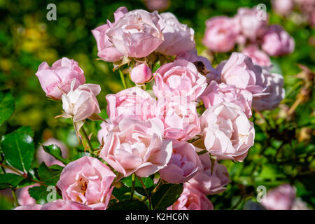Belles roses rose sur un parterre de contre fond coloré. Scène d'été positif Banque D'Images