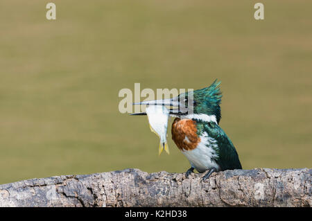 Martin-pêcheur vert (Chloroceryle Americana) sur une branche avec un poisson dans le bec, Pantanal, Mato Grosso, Brésil Banque D'Images