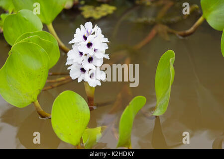 Jacinthe d'eau (Eichhornia crassipes), Pantanal, Mato Grosso, Brésil Banque D'Images