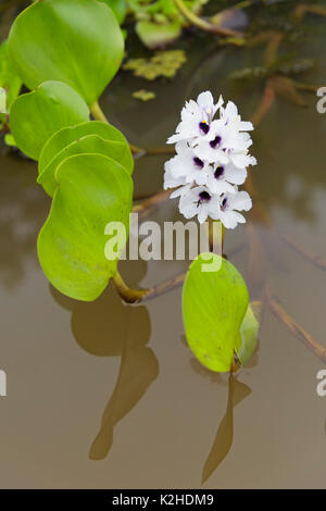 Jacinthe d'eau (Eichhornia crassipes), Pantanal, Mato Grosso, Brésil Banque D'Images