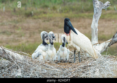 Jabiru mycteria Jabiru () dans le nid avec les poussins, Pantanal, Mato Grosso, Brésil Banque D'Images