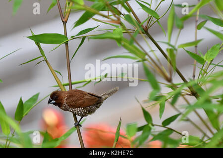 Scaly-breasted munia sur l'arbre de bambou Banque D'Images