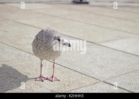 Un bébé mouette en quête de nourriture Banque D'Images