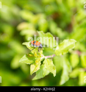 Sac ant beetle en ambiance naturelle verte au printemps Banque D'Images