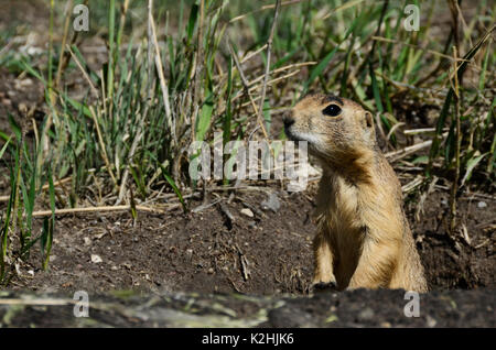 Le chien de prairie, près de Pantguich lake, États-Unis Banque D'Images