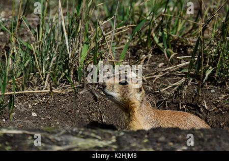 Le chien de prairie, près de Pantguich lake, États-Unis Banque D'Images