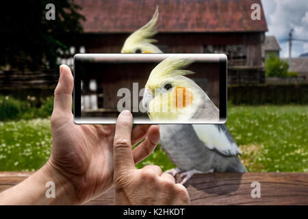 Deux mains tenant un mobile Smartphone et prenez une photo libre d'un cockatiel nymphicus hollandicus, outdoors Banque D'Images