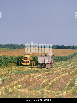 La récolte de l'ensilage de maïs à l'aide de NEW HOLLAND 2115 BROYEUR AUTOMOTEUR avec tête de croître, soufflant DANS DE SEMI-REMORQUES remorques à benne, aux côtés de chopper Banque D'Images