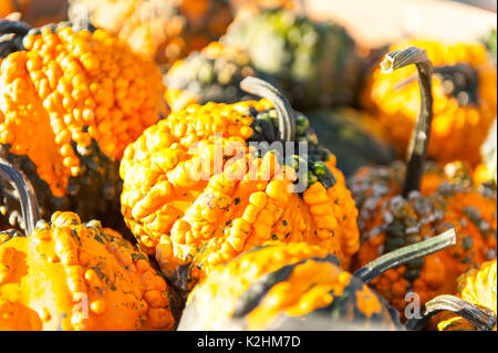 CLOSE UP OF PUMPKINS TEXTURÉ À LEOLA Lancaster en Pennsylvanie, MARCHÉ DE PRODUITS Banque D'Images