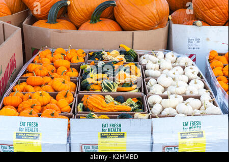 CLOSE UP de petites citrouilles et courges colorées À LEOLA Lancaster en Pennsylvanie, MARCHÉ DE PRODUITS Banque D'Images