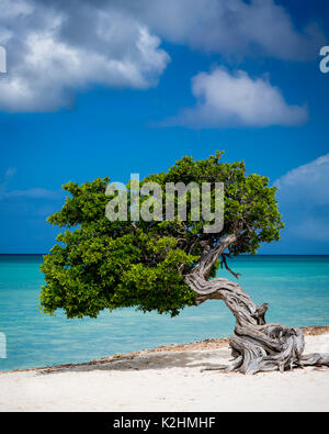 Fototi (arbre altéré souvent confondu avec Divi Divi) sur la plage d'Aruba, Antilles Banque D'Images