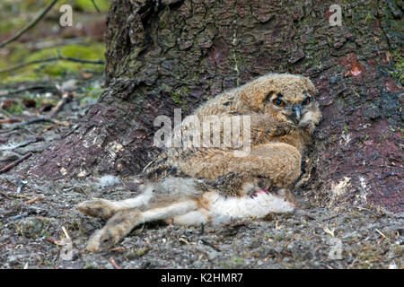 Grand owl (Bubo bubo) chick / phalène avec proie dans nid exposé sur le sol à la base du pin dans les forêts de conifères Banque D'Images