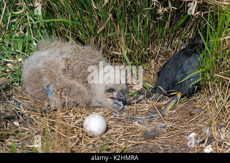 Grand owl (Bubo bubo) chick / phalène avec oeuf et poule d'exposés en proie nichent sur le sol Banque D'Images