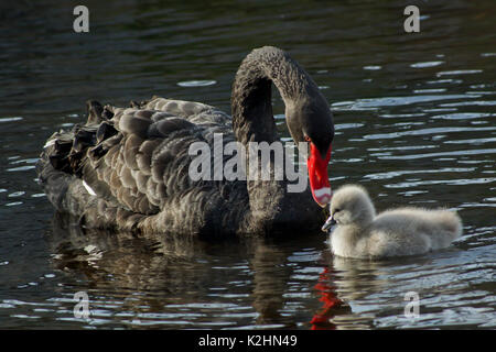 Un cygne noir avec son cygnets Banque D'Images