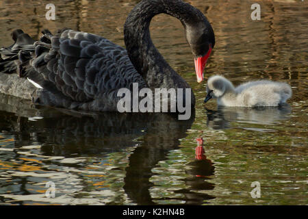 Un cygne noir avec son cygnets Banque D'Images