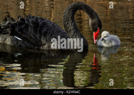 Un cygne noir avec son cygnets Banque D'Images