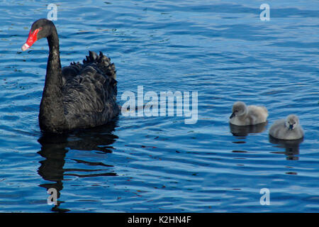 Un cygne noir avec son cygnets Banque D'Images