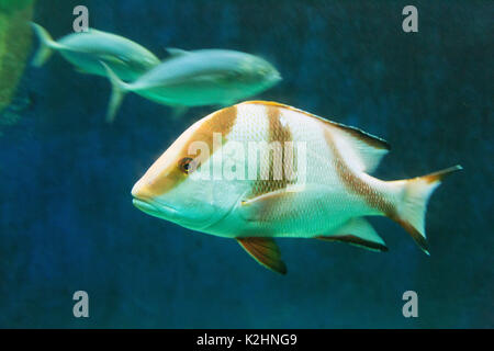 L'Empereur red snapper Lutjanus sebae poisson ( ), l'aquarium de St Malo Banque D'Images