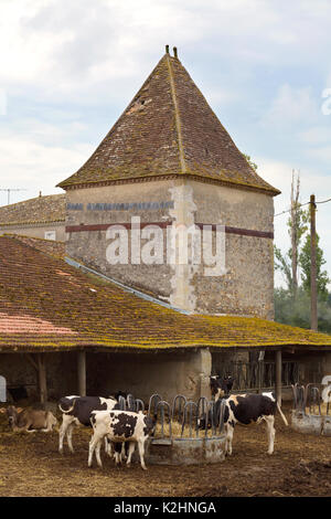 Ferme de bétail, - les vaches dans une ferme française dans la vallée du Lot, Aquitaine, France Europe Banque D'Images