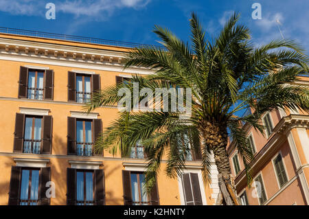 Palmiers sur la Piazza di Spagna à Rome, Italie Banque D'Images