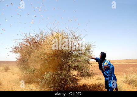 Un homme frappe un acacia pour conserver à l'écart d'un essaim de criquets dans la région d'Adrar, Mauritanie Banque D'Images