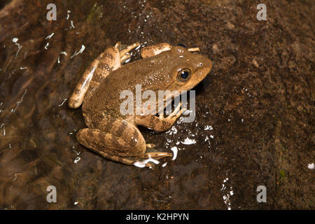 Grenouille Tarahumara (Lithobates tarahumarae) à partir de l'État de Sonora, Mexique. Banque D'Images