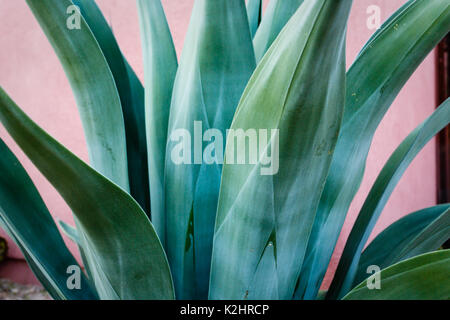 Detail close up d'agave bleu-vert avec des feuilles lisses et seulement des épines sur astuce Banque D'Images