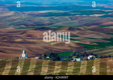 Printemps sur les collines ondulantes de la Palouse dans le comté de Whitman dans l'État de Washington. Banque D'Images