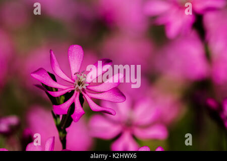 Pirouette Rose, une petite fleur rose, grandissant dans la campagne maltaise Malte - Silene Colorata Banque D'Images