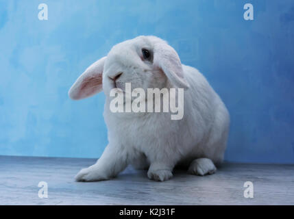 Beau lapin blanc. Lapin nain assis sur le sol dans l'appartement. Animal de compagnie. Banque D'Images