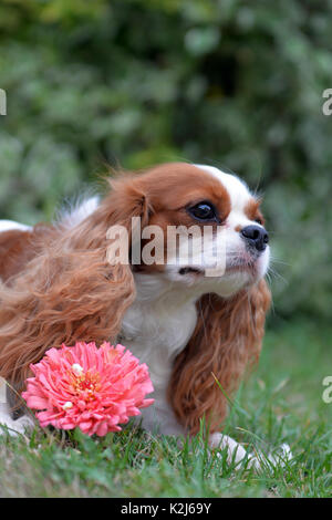 Très gentil petit sanglot, Cavalier King Charles Spaniel. Avec oreilles lenticulaire, jaune-blanc et un joli visage. Banque D'Images