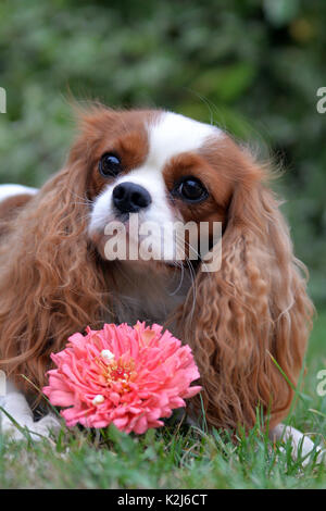 Très gentil petit sanglot, Cavalier King Charles Spaniel. Avec oreilles lenticulaire, jaune-blanc et un joli visage. Banque D'Images