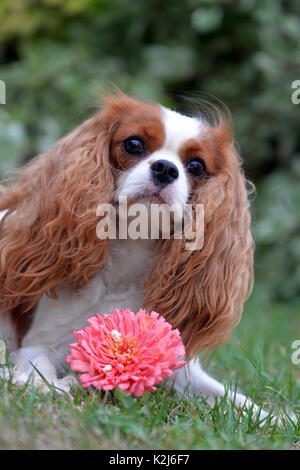 Très gentil petit sanglot, Cavalier King Charles Spaniel. Avec oreilles lenticulaire, jaune-blanc et un joli visage. Banque D'Images