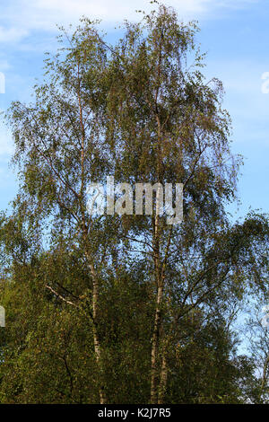 Pleurs d'ornement de branches dans la croissance verticale hardy, argent aboyé bouleau, Betula pendula 'Tristis' Banque D'Images