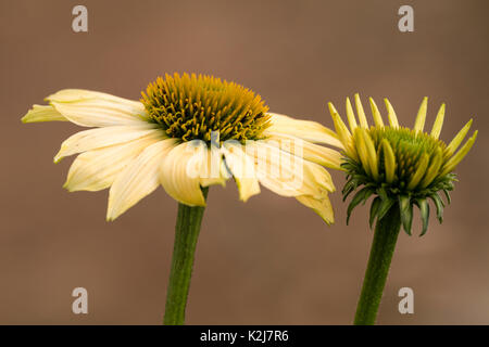 Fleur jaune doux de l'ornement, la fin de l'été, floraison coneflower Echinacea purpurea 'Cheyenne Spirit' Banque D'Images