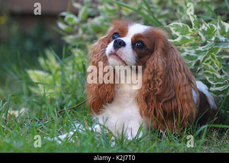 Très gentil petit sanglot, Cavalier King Charles Spaniel. Avec oreilles lenticulaire, jaune-blanc et un joli visage. Banque D'Images