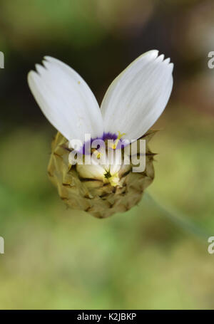 Catananche caerulea Alba bud, Cupid's Dart Banque D'Images