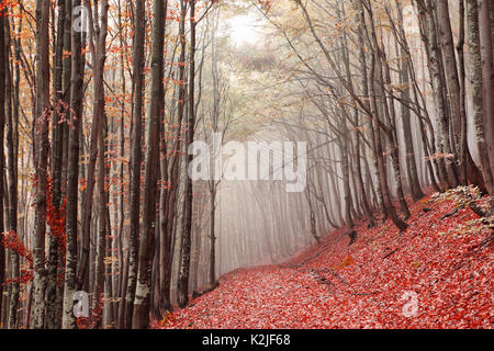 Misty forêt de hêtres sur les pentes des Carpates. Banque D'Images