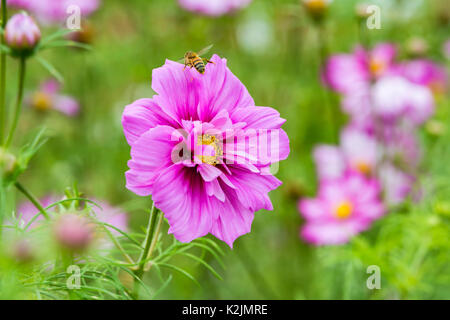 Cosmos bipinnatus 'Sensation Rose' (mixte) de la série Sensation (AKA Aster mexicain ou le jardin Cosmos) en été avec une abeille volant d'au Royaume-Uni. Banque D'Images