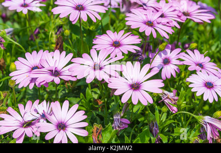 African daisies (Osteospermum ecklonis) à la fin de l'été dans le West Sussex, Angleterre, Royaume-Uni. Daisy africains rose. Banque D'Images