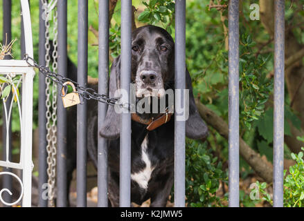 Triste chien à la recherche de derrière une clôture dans un jardin à l'avant. Banque D'Images